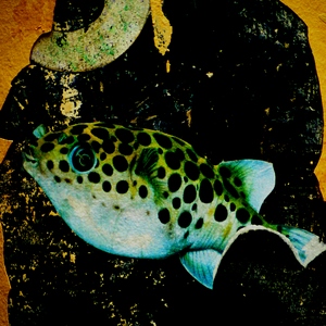 Street-art représentnat une tache noire recouverte d'un poisson - France  - collection de photos clin d'oeil, catégorie streetart